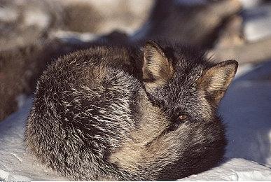 《夜莺传说》开发商：正在优先考虑和开发离线模式